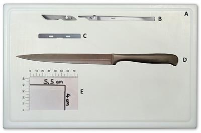 A Systematic Approach to Dissection of the Equine Brain–Evaluation of a Species-Adapted Protocol for Beginners and Experts